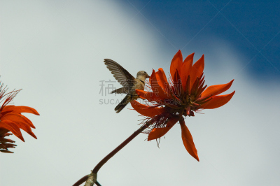 蜂鸟,自然,玛格丽塔岛,委内瑞拉,蜂蜜,水平画幅,鸟类,摄影,吃,度假