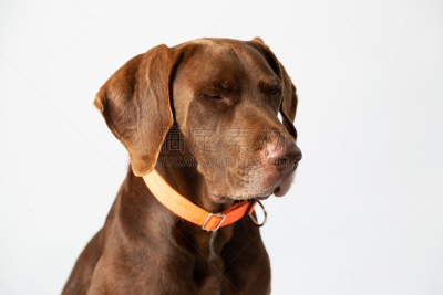 褐色,狗,德国魏犬,专心,闭着眼睛,往下看,舌头,影棚拍摄,白色,白色背景