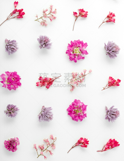 蕨类,花蕾,式样,园林,白色背景,植物群,顶部,叶子,花,构图