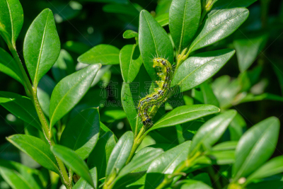 特写,灌木,黄杨木,蛾毛虫,盒子,害虫,嫩枝,最大,进攻,树