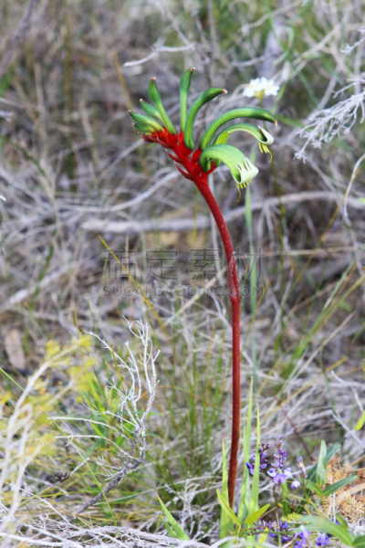 袋鼠爪花,澳大利亚文明,绿色,红松,西,自然,垂直画幅,植物,爪子,动物身体部位