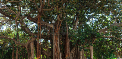 菩提树,moreton bay fig,公园,水平画幅,无人,古老的,巨大的,夏天,户外,巴勒莫