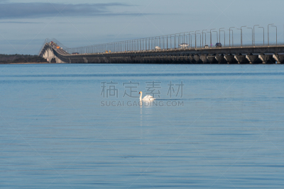 瑞典,面向陆地,长的,天鹅,著名景点,鸟类,海岸线,波罗的海,夏天,户外