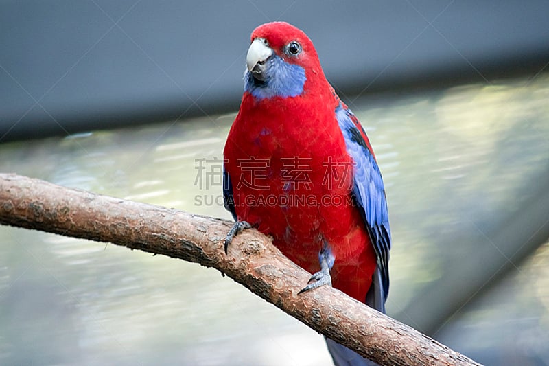 红草鹦鹉,红色,水平画幅,无人,蓝色,鸟类,鹦鹉,特写,澳大利亚,摄影