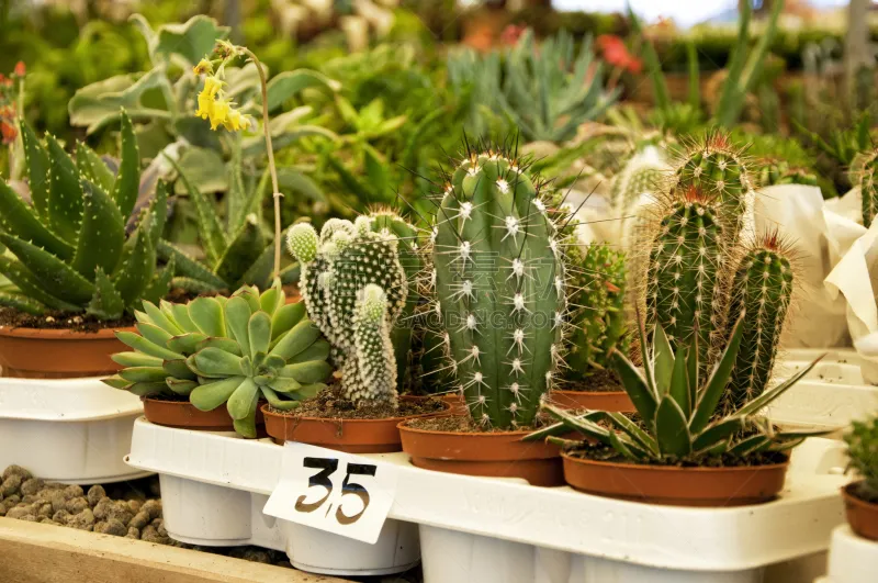 植物 园林 植物苗圃 大块头 水平画幅 无人 园艺 草 特写 花蕾图片素材下载 稿定素材