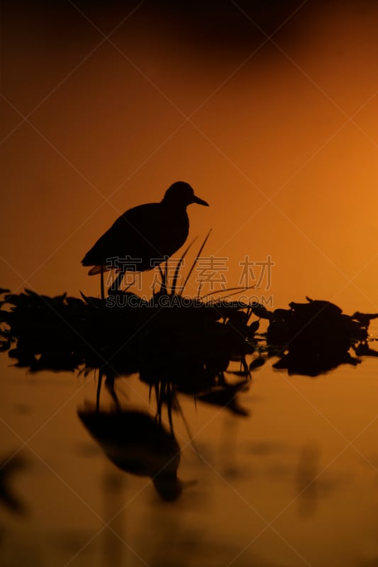 肉垂水雉,自然,垂直画幅,南美,水,野生动物,无人,水雉,鸟类,野外动物