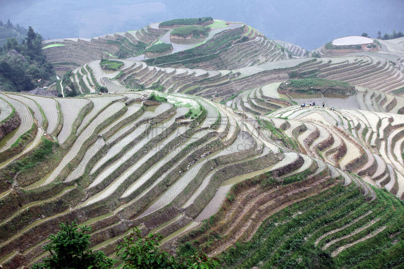 龙脊梯田,广西壮族自治区,梯田,中国,稻,壮族,瑶族,苗族,龙胜,水稻梯田