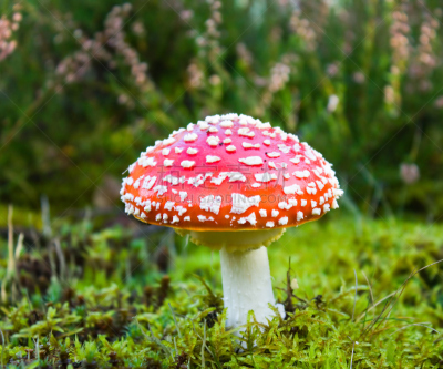 苔藓,毒蝇菇,自然,水平画幅,绿色,秋天,无人,有毒生物体,斑点,夏天