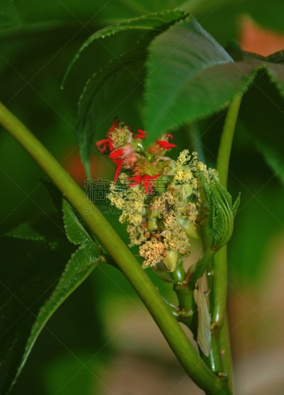 蓖麻,蓖麻油,自然,垂直画幅,尖的,无人,户外,特写,植物,彩色图片
