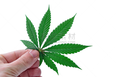 手,白色背景,拿着,叶子,白色,绿色,自然界的状态,农业,健康保健