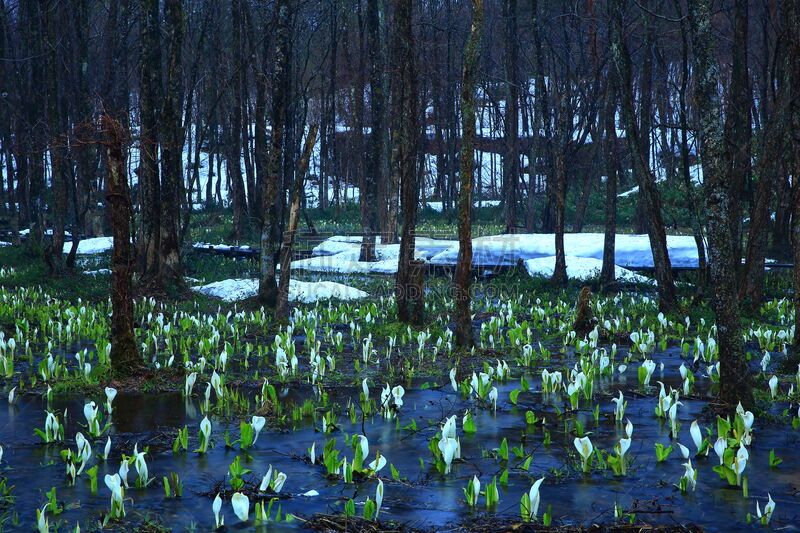 春天,沼泽,停泊的,旷野,摩尔人风格,水平画幅,雪,无人,户外,树林