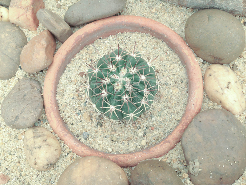 仙人掌,cactus wren,萨挂诺仙人掌,自然,泰国,图像,破碎的,美,北美歌雀,叶子
