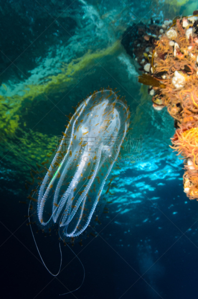 樽海鞘,石油钻塔,在下面,平衡折角灯,自然,垂直画幅,脆性海星,野生动物,美国,水肺潜水