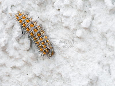 狄迪玛,毛虫,围墙,斑贝母蝴蝶,豹纹蝶,蛱蝶科,水,水平画幅,特写,明亮