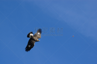 金雕,食肉鸟,水平画幅,动物身体部位,张开翅膀,翅膀,鹰,捕食,摄影