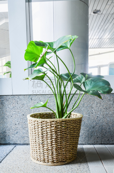 锅,自然,垂直画幅,无人,装饰物,特写,植物茎,室内,枝,植物学
