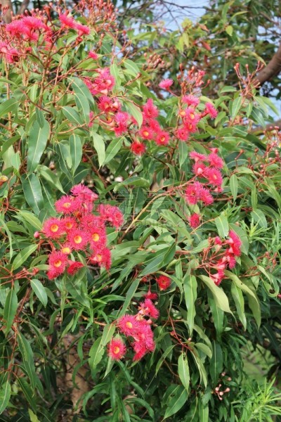 桉树,红色,澳大利亚,悉尼,夏天,垂直画幅,公园,蜜蜂,无人,mindanao gum tree