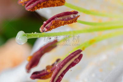 特写,白色,色彩鲜艳,水平画幅,绿色,橙色,灯丝,雄蕊,无人,时尚