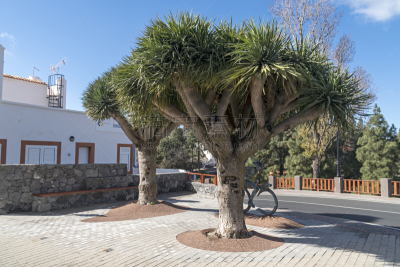 Dracaena draco ( Drago or Dragon Tree ) in Gran Canaria
