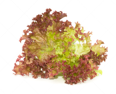 lollo rosso,水平画幅,生食,维生素,尖峰,农作物,白色,莴苣,彩色图片