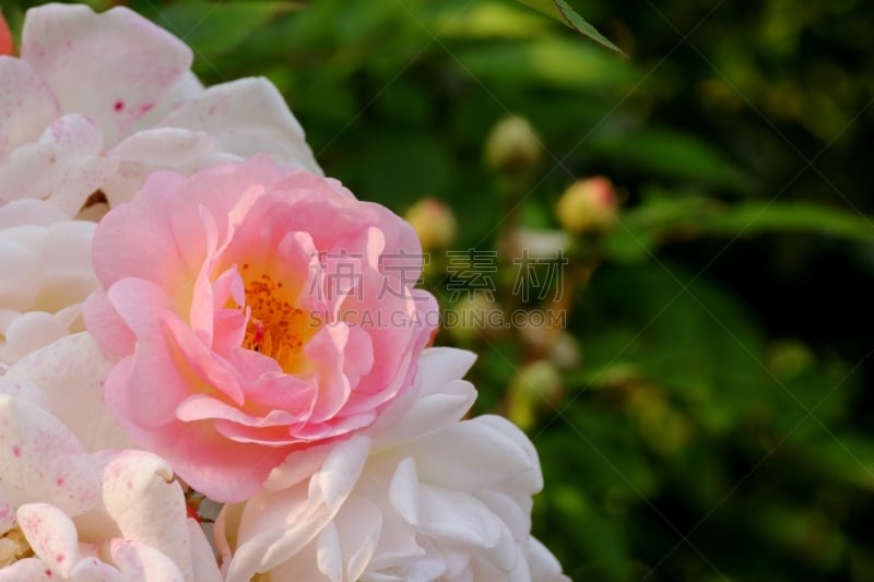 玫瑰,贺卡,水平画幅,套色版,花序,夏天,特写,庭院,日落时分