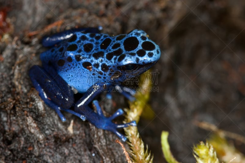 蓝色,dart frog,水平画幅,无人,青蛙,有毒生物体,两栖纲,箭毒蛙,摄影