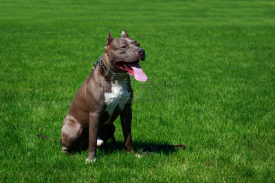 美国比特斗牛犬,安全,纯种犬,梗犬,斑纹,雄性动物,狗,草,头发,衣领