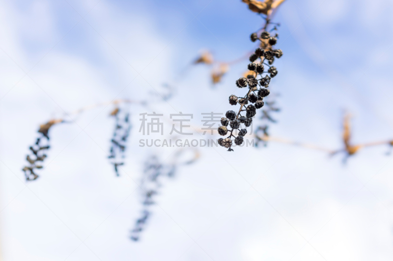 天空,悬挂的,灌木丛,浆果,分离着色,美国,水平画幅,秋天,无人,有毒生物体