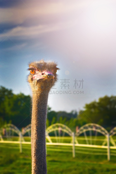 鸵鸟,动物头,垂直画幅,鸟类,户外,特写,看,喙,人的脸部,农业