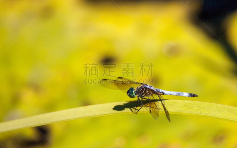 蜻蜓,蓝额疏脉蜻,雄性动物,blue darter dragonfly,自然,野生动物,美国,水平画幅,绿色,睡莲