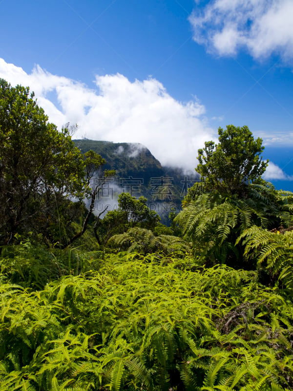 考艾岛,夏威夷,风景,桃金娘花树,剑 fern,卡拉劳山谷,纳帕里海岸州立公园,垂直画幅,天空,枝繁叶茂