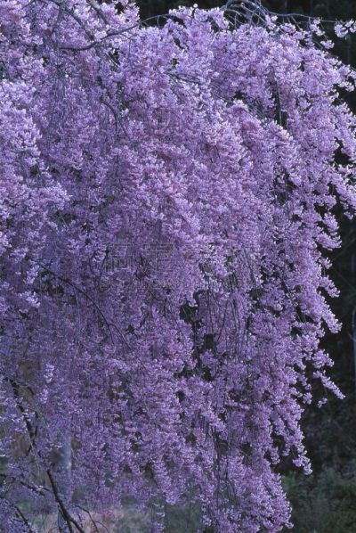 樱桃树,自然,垂直画幅,京都府,樱花,无人,京北町,日本,户外,片山