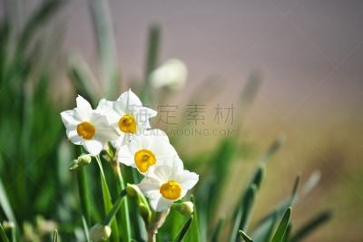 水仙花,水平画幅,秋天,无人,日本,藤泽市,白色,春天,植物,十二月