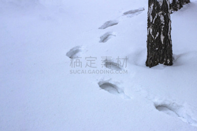 脚印,雪,人,冬天,森林,白桦,寒冷,健康保健,脉搏图,清新