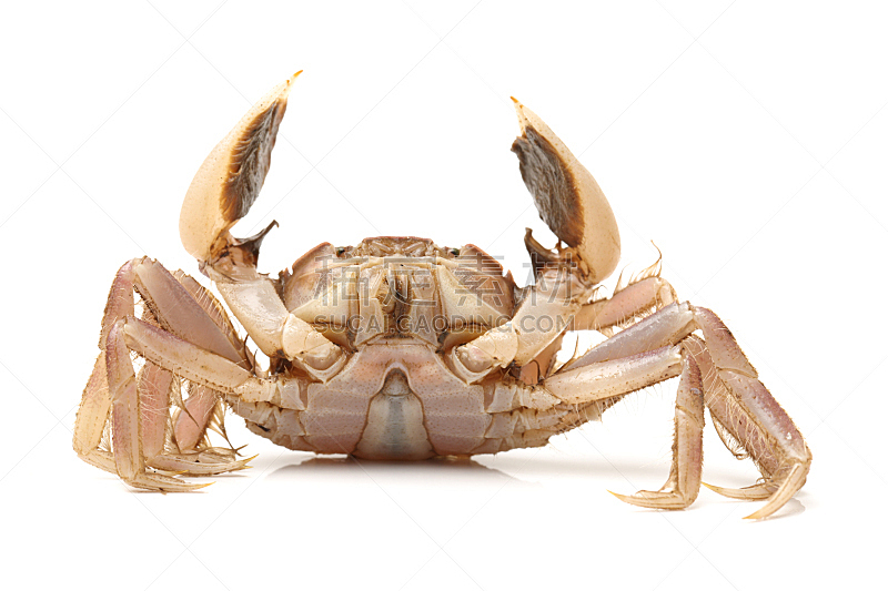 Crab Isolated on White background