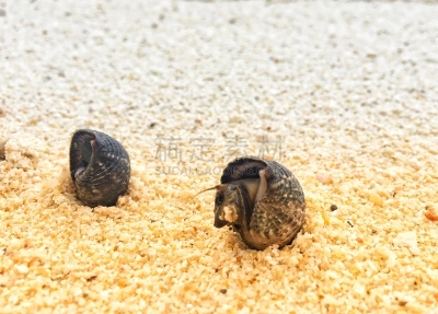 活力,贝壳,夏天,沙子,海滩,白昼,生物学,有序,螺线,热带气候