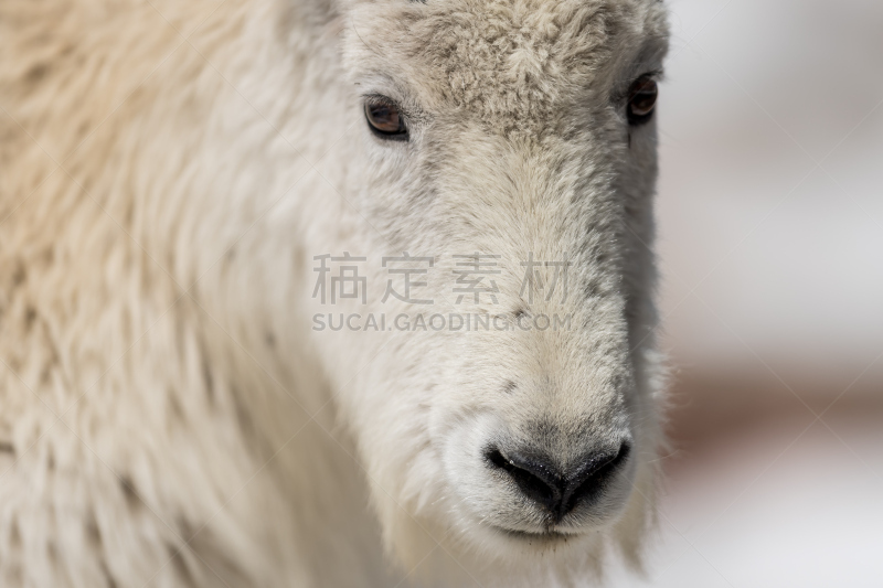 科罗拉多州,野生白山羊,美国,水平画幅,雪,无人,户外,白色,山,埃文斯山荒野地