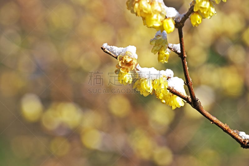 蜡梅,水平画幅,雪,日本,梅子,户外,恐惧,植物,冬天,黄色