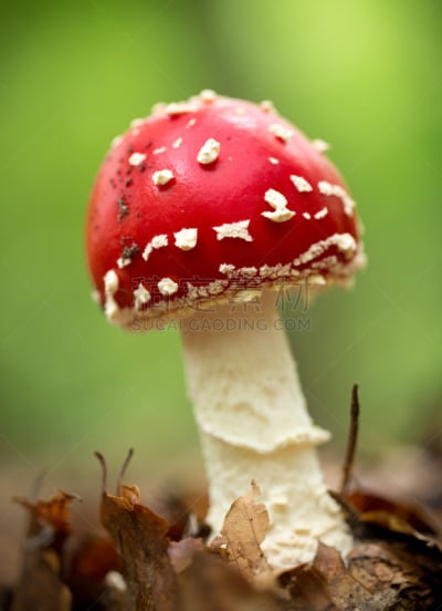 毒蝇菇,垂直画幅,公园,褐色,素食,无人,夏天,户外,草,特写