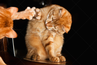 镜子,猫,姜黄,哈哈镜,鲃鱼,姜黄色的猫,水平画幅,进行中,无人,爪子