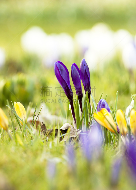 仅一朵花,番红花属,斯普林费德,垂直画幅,公园,复活节,芳香的,无人,夏天,户外