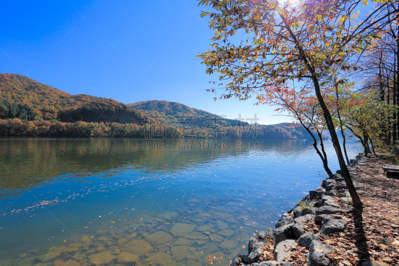 秋天,岛,全国精神疾病联盟,首尔,水平画幅,旅行者,户外,草,植物,国内著名景点