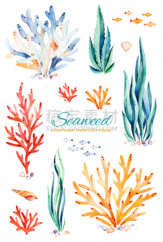 贝壳,水下,礁石,手工着色,鱼类,垂直画幅,绘画插图,水生植物,固定的,夏天