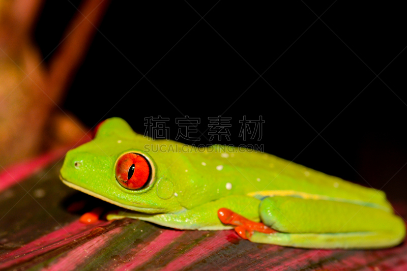 红眼树蛙,树蛙,爬虫学,生态多样性,哥斯达黎加,美,水平画幅,科学,动物身体部位,夏天