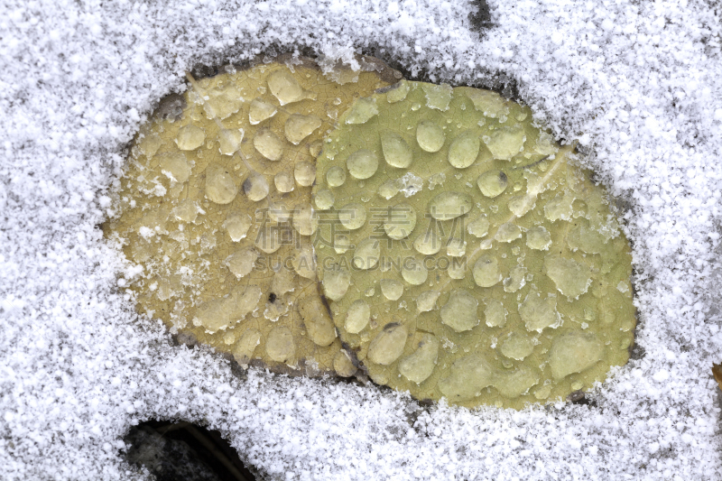 白杨叶,雪,自然,水平画幅,地形,无人,加利福尼亚,水滴,植物,雨