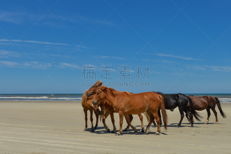 西班牙野马,墨西哥野马,自然,美,水平画幅,沙子,家畜,野外动物,户外,兽群