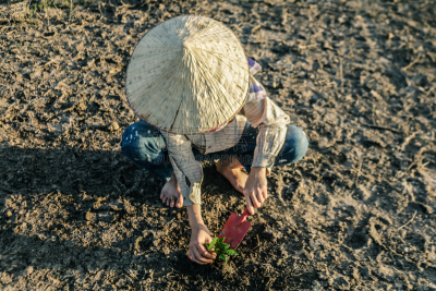 女人,概念,森林,陆地,树,恢复,种植,希望