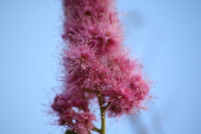自然,天空,幸福,水平画幅,蓝色,符号,夏天,特写,仅一朵花,太阳