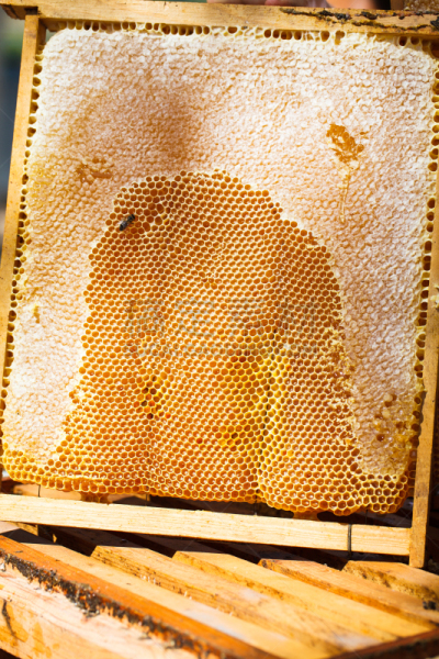 蜂箱,蜂蜜,麻疹乐队,彼得罗,beekeeper,蜂蜡,垂直画幅,褐色,梳子,夏天