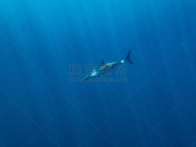 短鳍灰鲭鲨,自然,海洋生命,野生动物,图像,海洋,墨西哥,洛斯卡沃斯,太平洋,鲨鱼